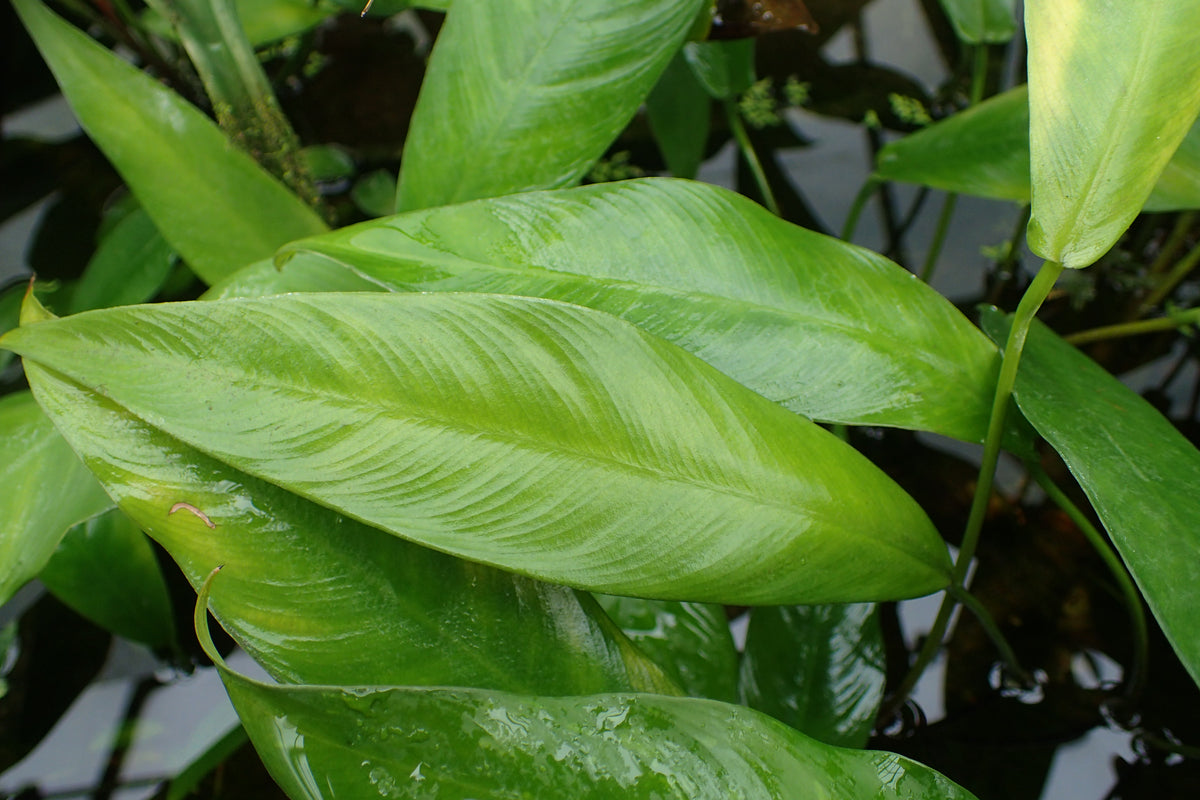 Anubias