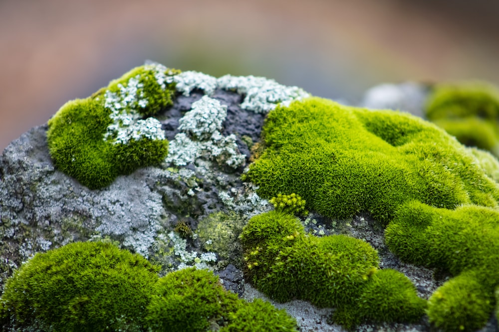 Moss