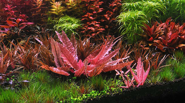 flamingo_among_other_plants_gr