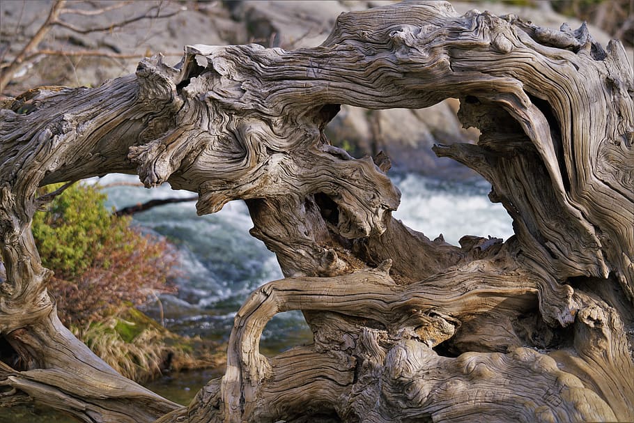 Driftwood