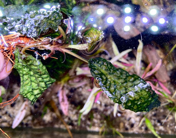 Cryptocoryne striolata Mahakamu hulu TB便 18E024AF-B0BE-4060-821D-