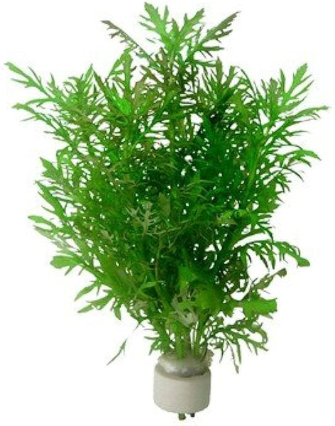 wisteria aquarium Hygrophila Difformis AKA Water Wisteria or Water Sprite – Chichi's Planted  Dreams