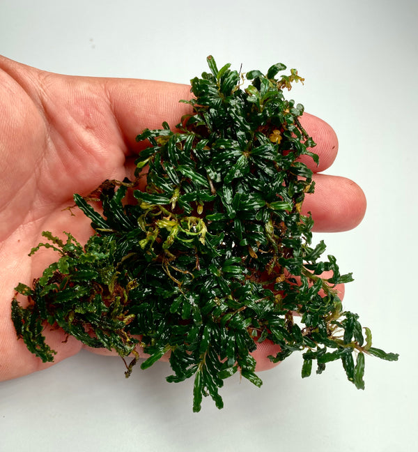 Bucephalandra Mini Green Velvet