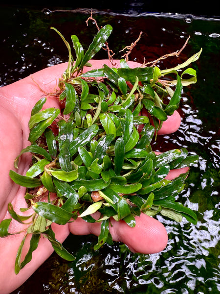 水草育成 Bucephalandra sp.Varigata narrow type PV Bucephalandra sp.Varigata narrow type PV 水草育成 Bucephalandra sp