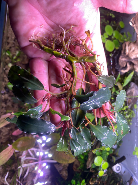 Blue Mahap – Chichi's Planted Dreams