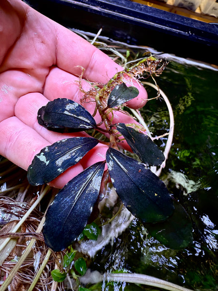 水草 Bucephalandra sp. \