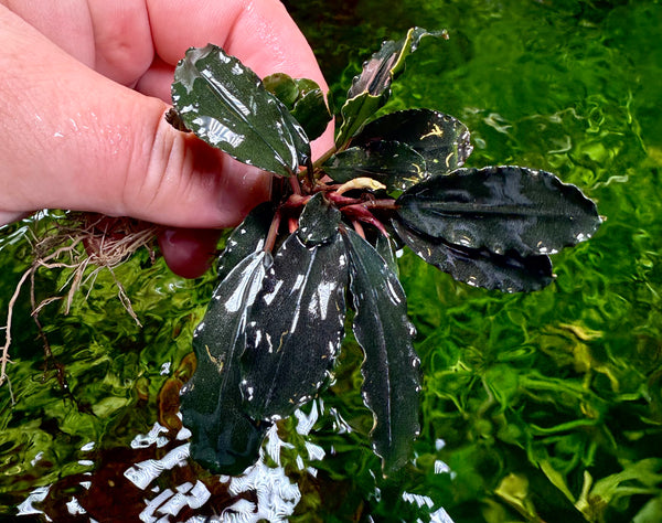 水草 Bucephalandra sp.\