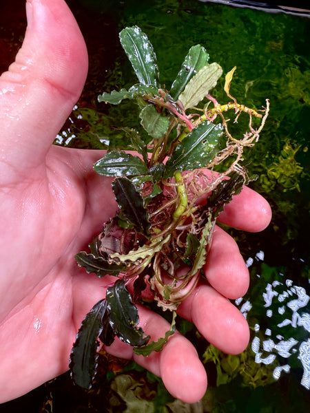 Bucephalandra Dark Blue – Chichi's Planted Dreams