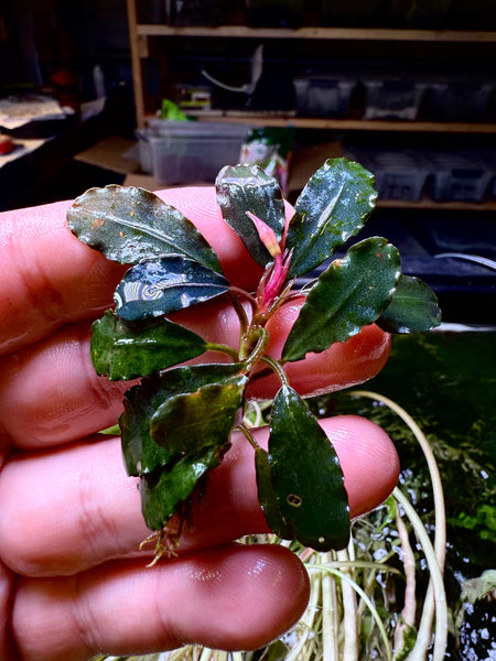 Bucephalandra Lamandau Purple – Chichi's Planted Dreams