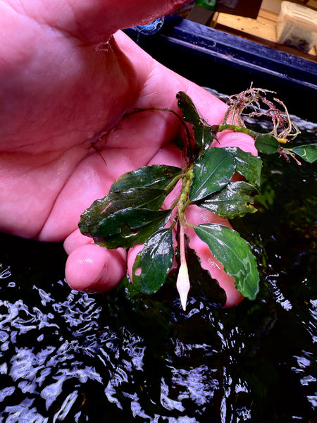 Bucephalandra Blue Sky – Chichi's Planted Dreams