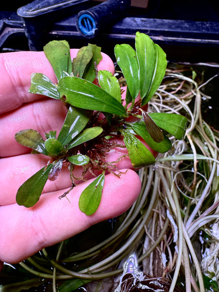 Bucephalandra sp.“Sintang-5D Diablo” Bucephalandra sp. 