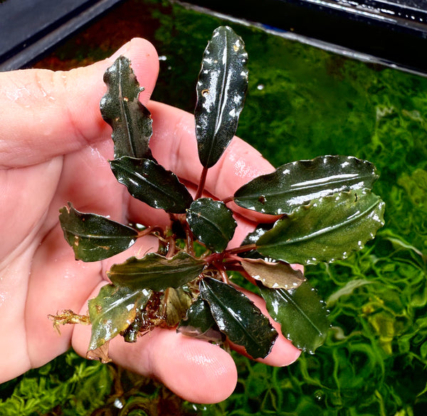 きえぴさんBucephalandra sp. Akantha What are the characteristics of this unknown bucephalandra sp.?