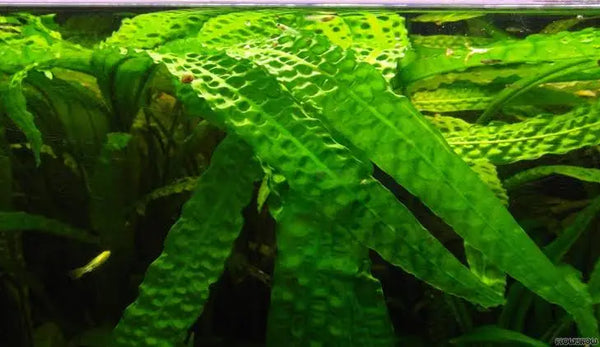 CRYPTOCORYNE APONEGETIFOLIA – Chichi's Planted Dreams