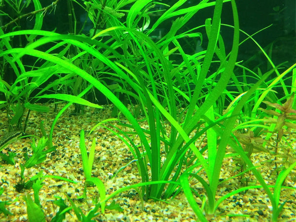 aquarium plant sagittaria Dwarf Sagittaria – Chichi's Planted Dreams