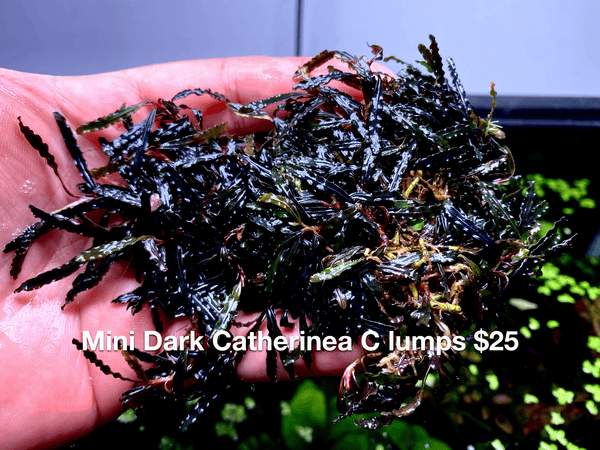 Mini Dark Catherinea Clumps $25