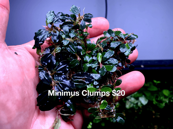 Minimus Clumps