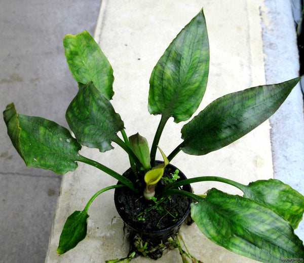 Cryptocoryne Pontederiifolia – Chichi's Planted Dreams
