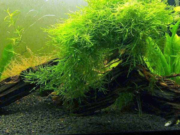 Java Moss Portion – Chichi's Planted Dreams