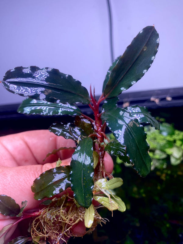 Bucephalandra Red Sakadua