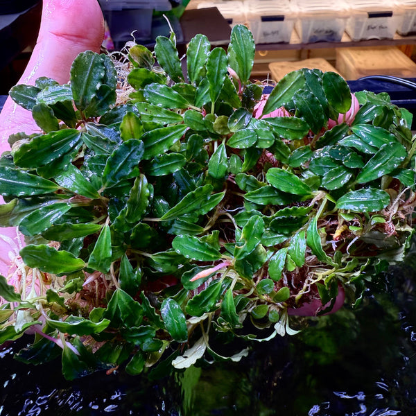 Bucephalandra – Page 3 – Chichi's Planted Dreams