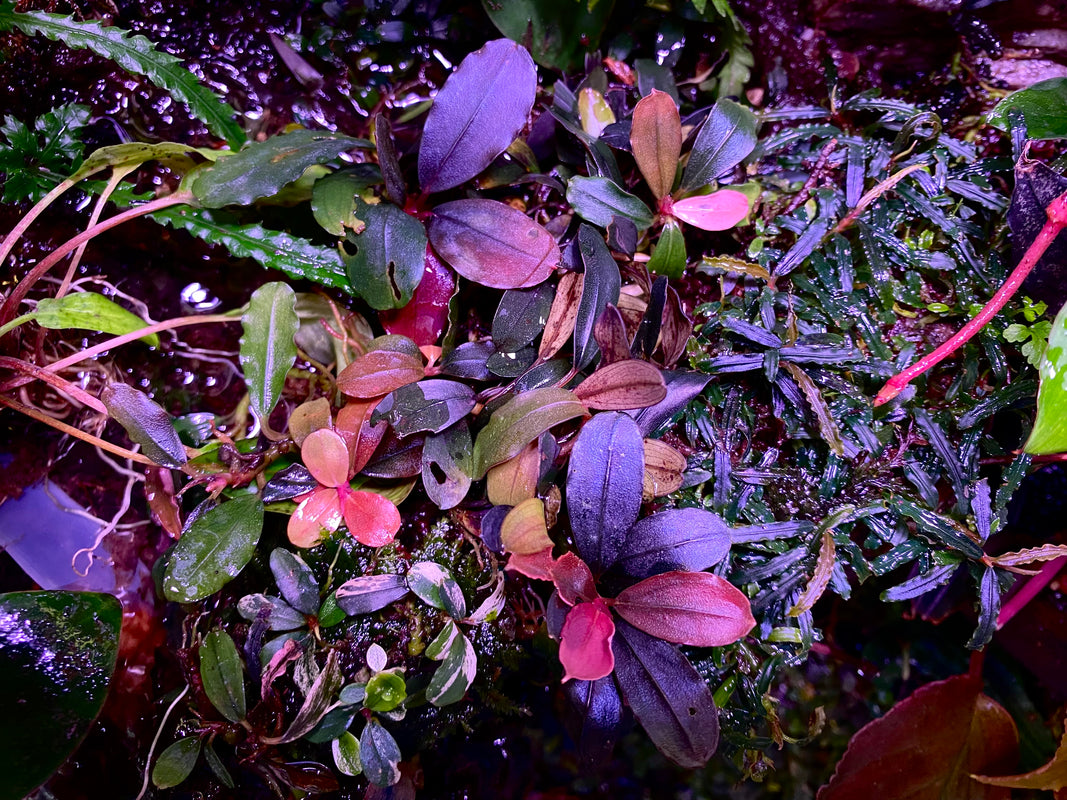 Bucephalandra Rhizomes – Chichi's Planted Dreams