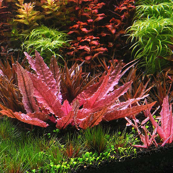 flamingo_among_other_plants_60