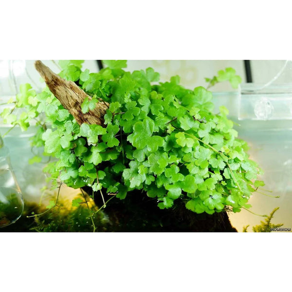 Hydrocotyle Tripartita “Japan”