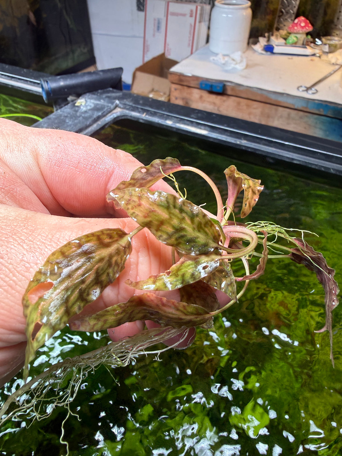 Cryptocoryne – Page 2 – Chichi's Planted Dreams