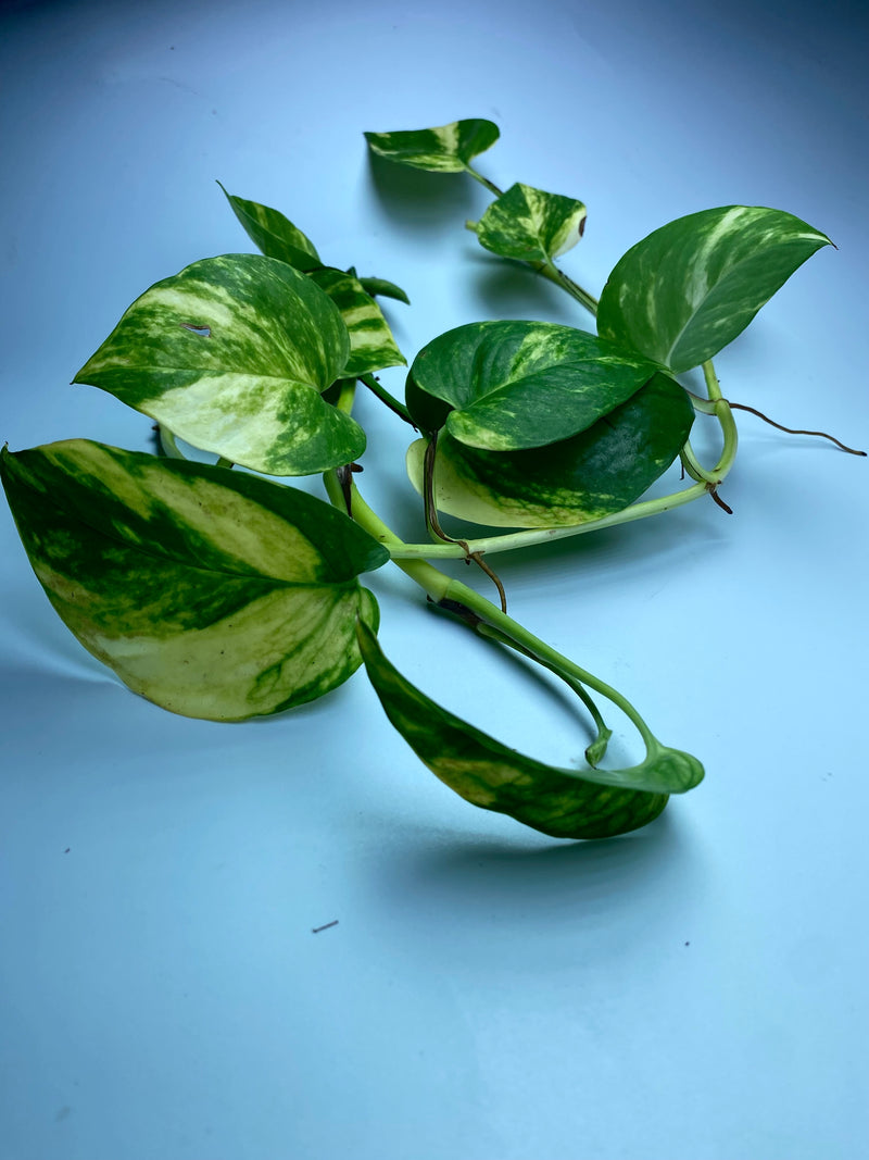 giant pothos plant Giant Hawaiian Pothos (juvenile) – Chichi's Planted Dreams