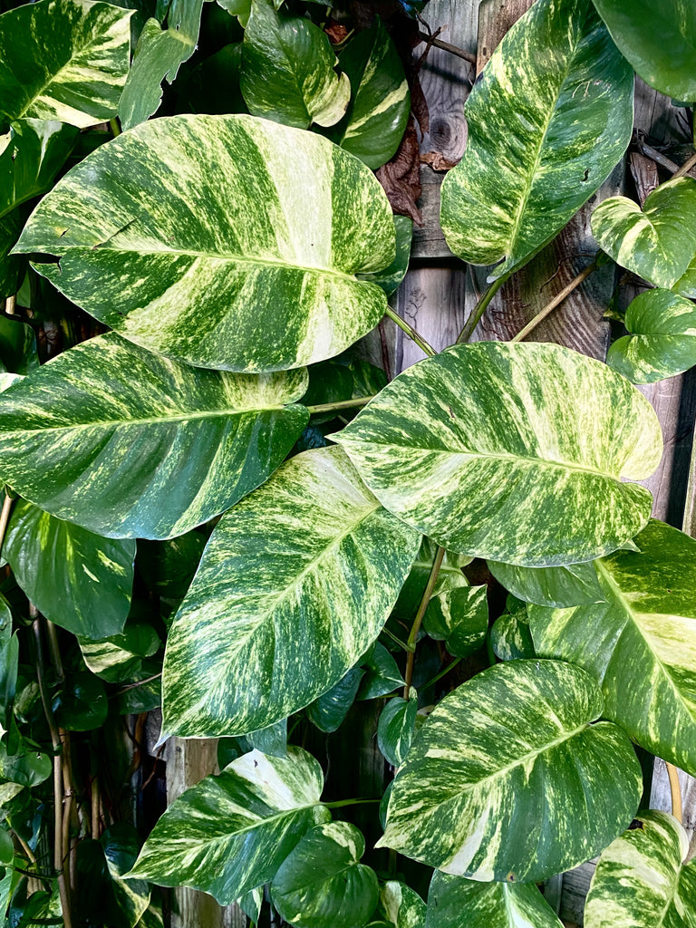 Giant Hawaiian Pothos (leaves at least 15 inches) – Chichi's Planted Dreams