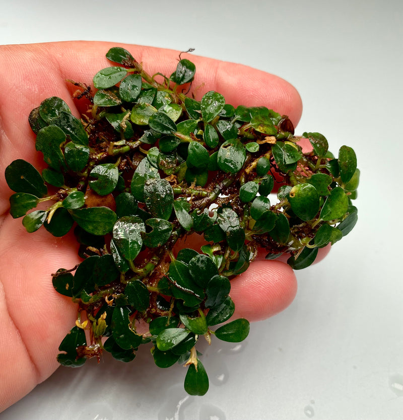 Bucephalandra Mini Hulu Pengkadan