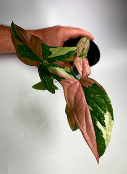 Syngonium Tricolor