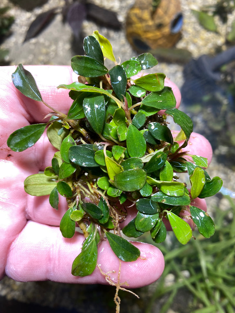 Bucephalandra serawai clumps