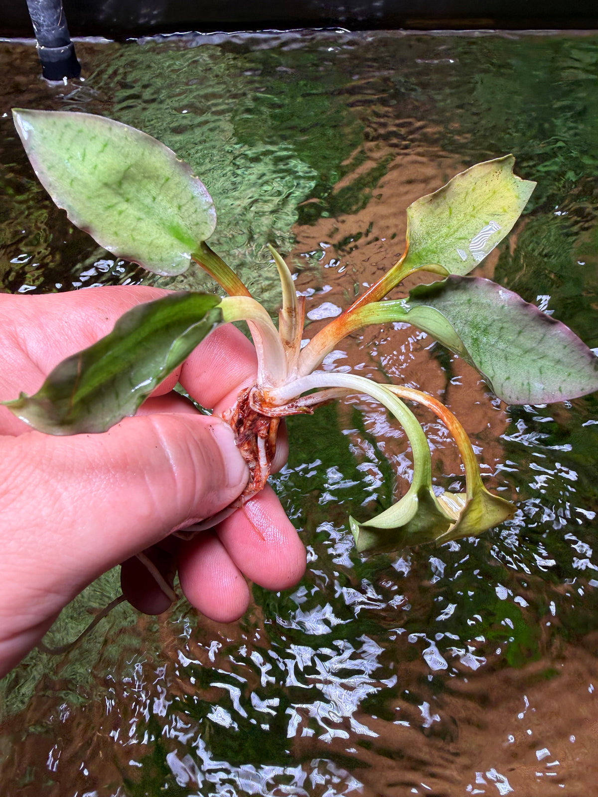 Cryptocoryne – Page 2 – Chichi's Planted Dreams
