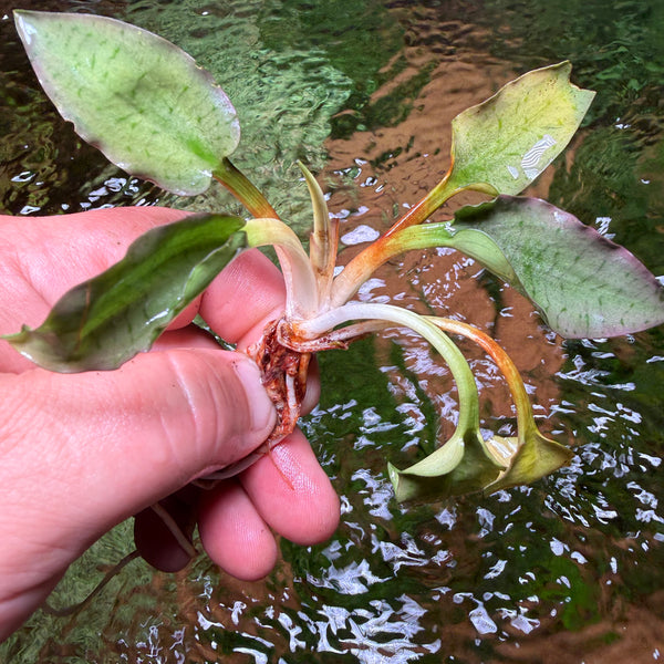 Cryptocoryne Silver Queen – Chichi's Planted Dreams