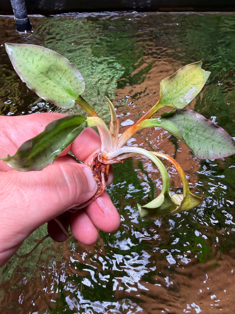 Cryptocoryne Silver Queen – Chichi's Planted Dreams