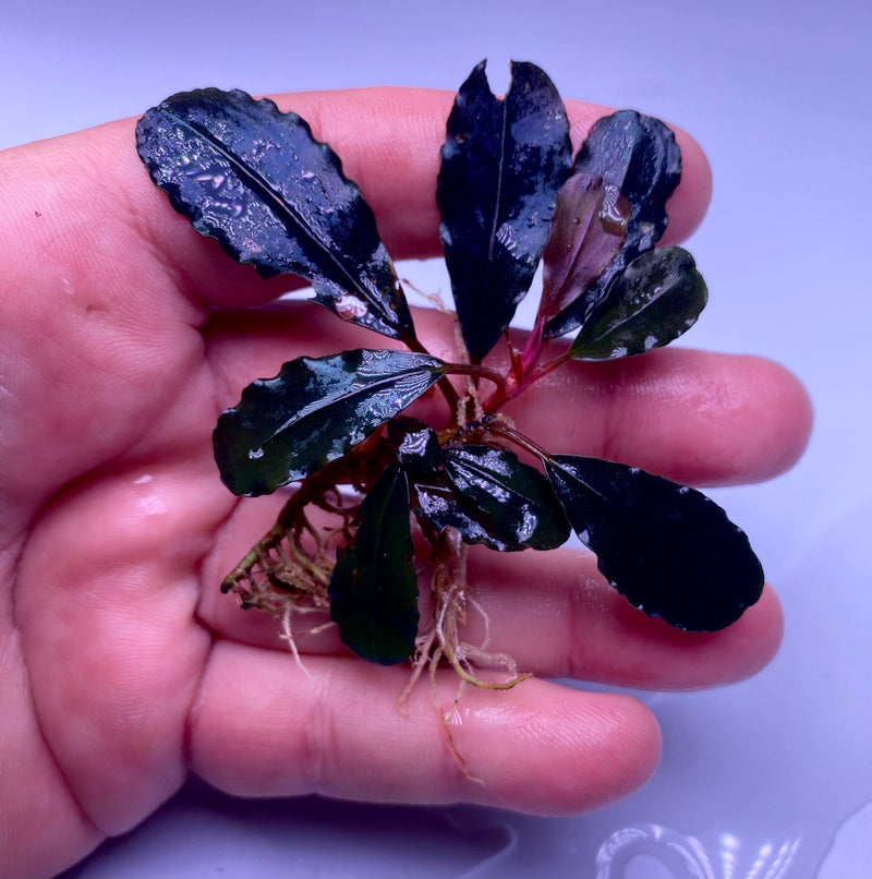 Bucephalandra Black Angel