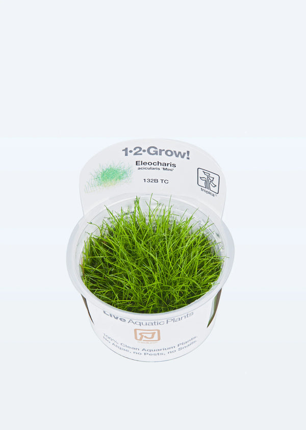 ELEOCHARIS ACICULARIS MINI T/C CUP