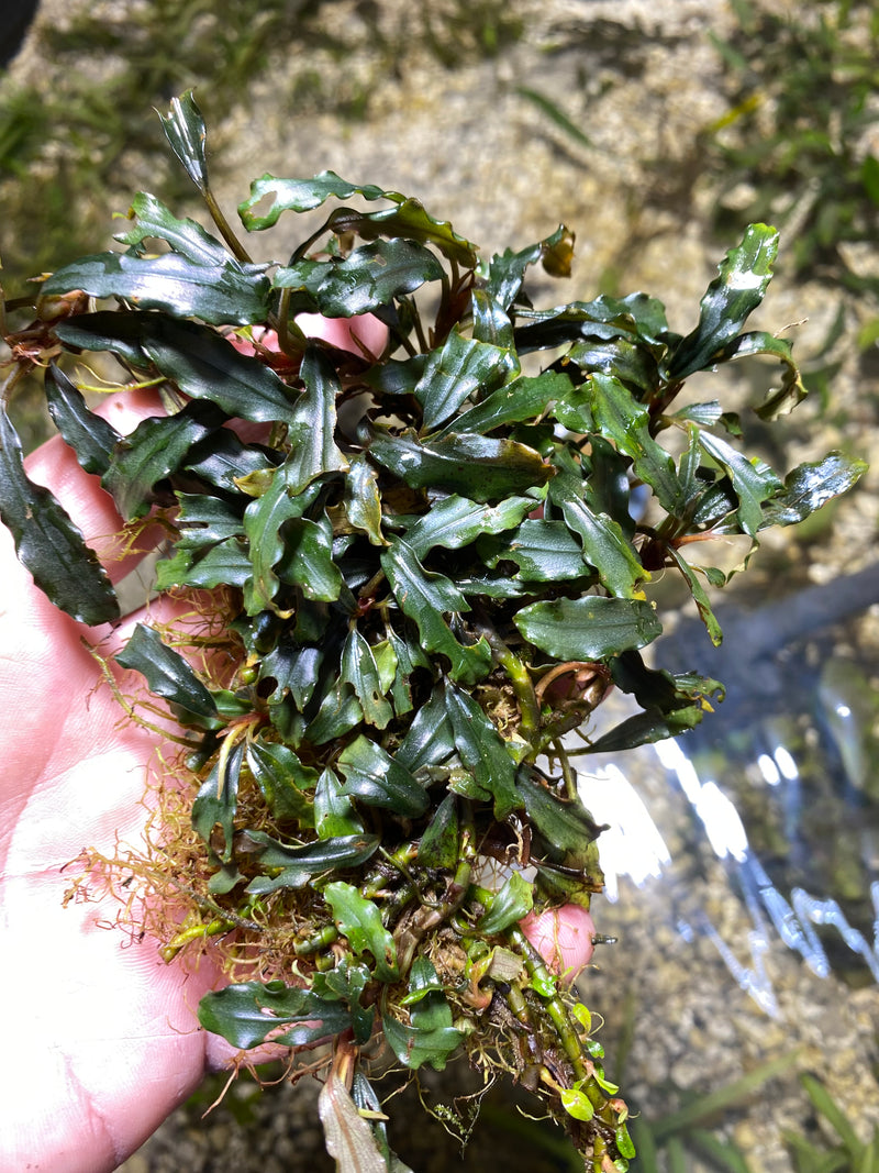 Bucephalandra singtang clump