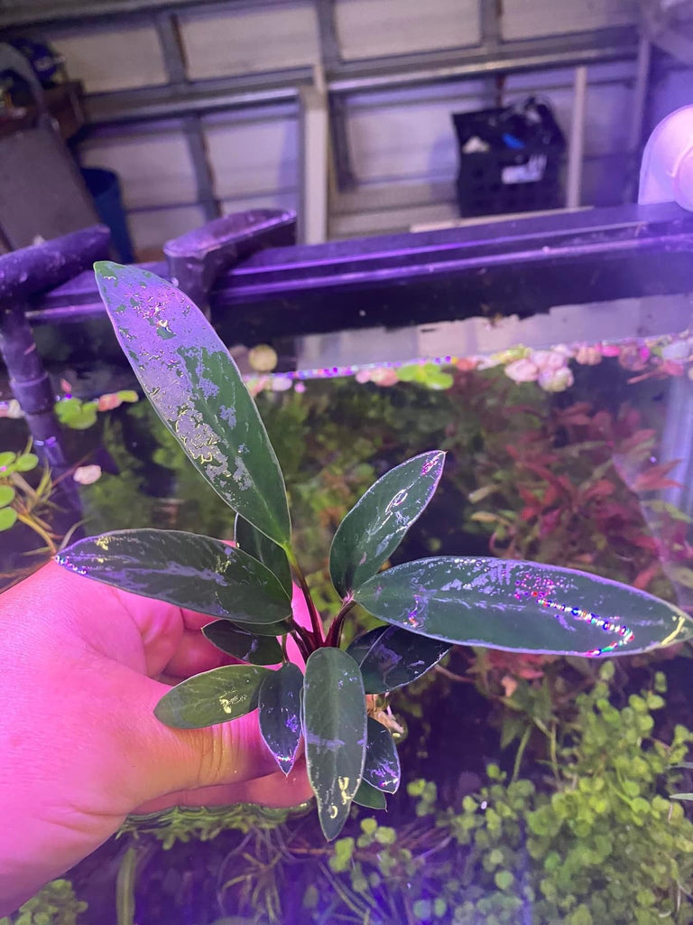 Anubias Afzelii – Chichi's Planted Dreams