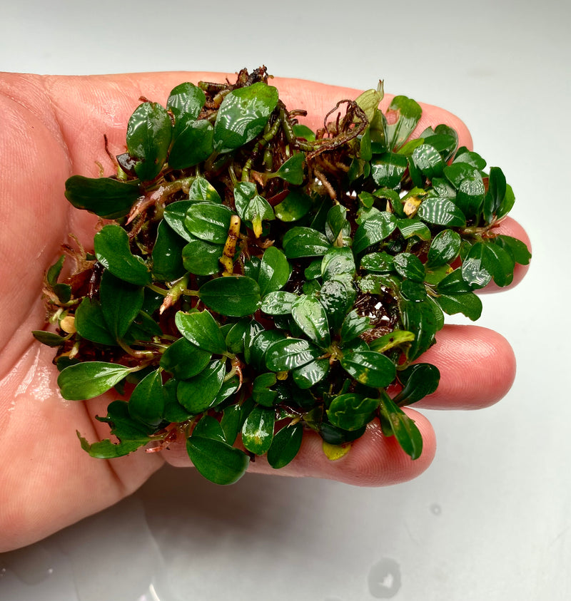 Bucephalandra Brownie Jade