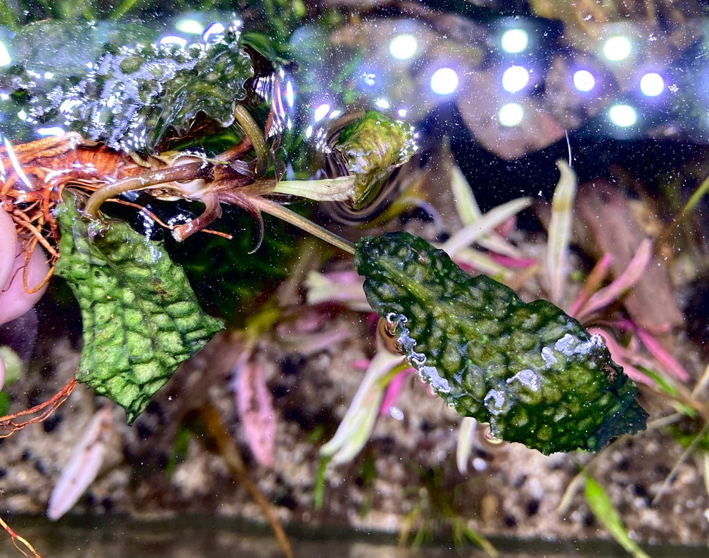 Cryptocoryne striolata Mahakamu hulu TB便 18E024AF-B0BE-4060-821D-