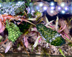 Cryptocoryne striolata Kapuas