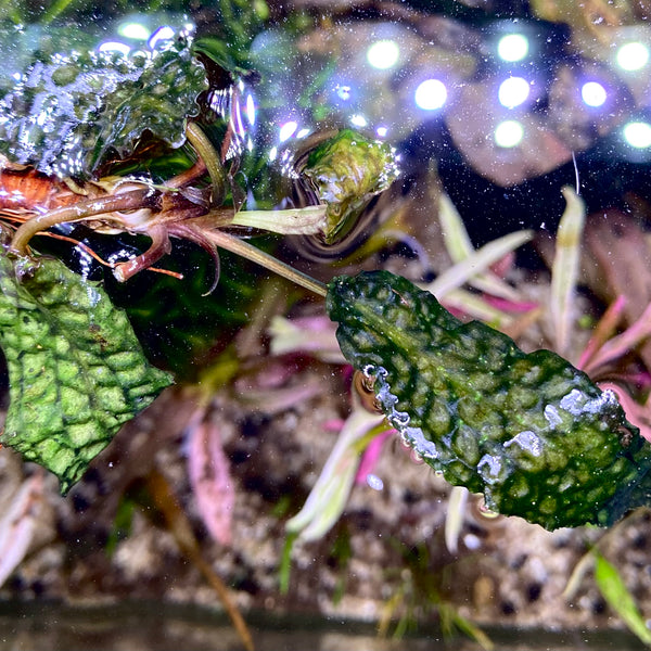Cryptocoryne striolata Mahakamu hulu TB便 18E024AF-B0BE-4060-821D-