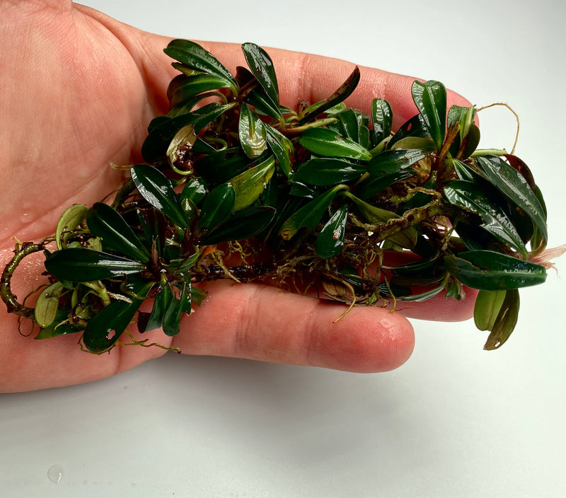 Bucephalandra Kapit Serawak