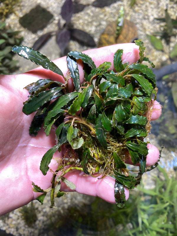 Bucephalandra mini curly clumps