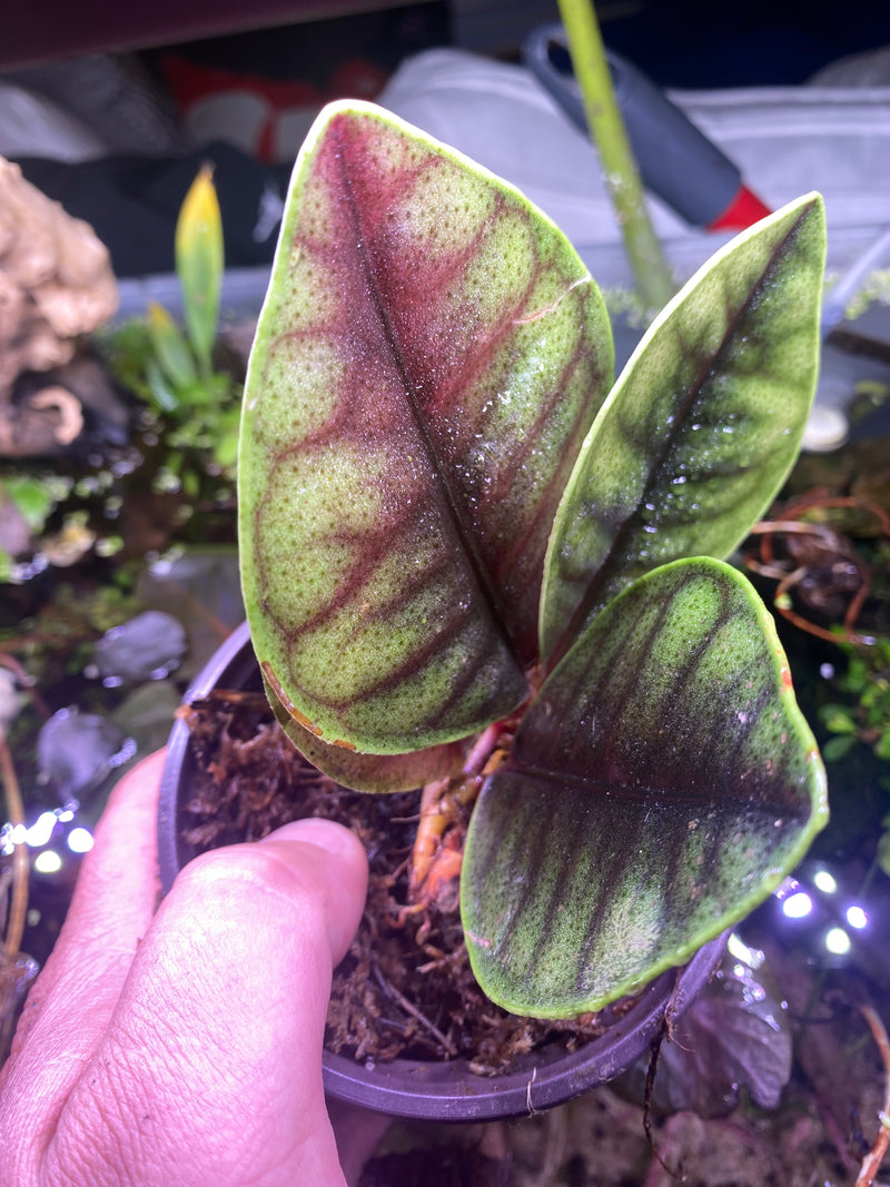 Ardisia Tricolor