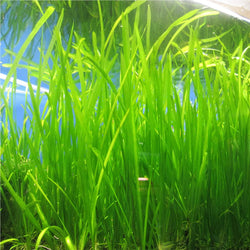 Italian Vallisneria