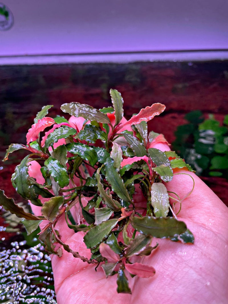 Bucephalandra Pink Martini