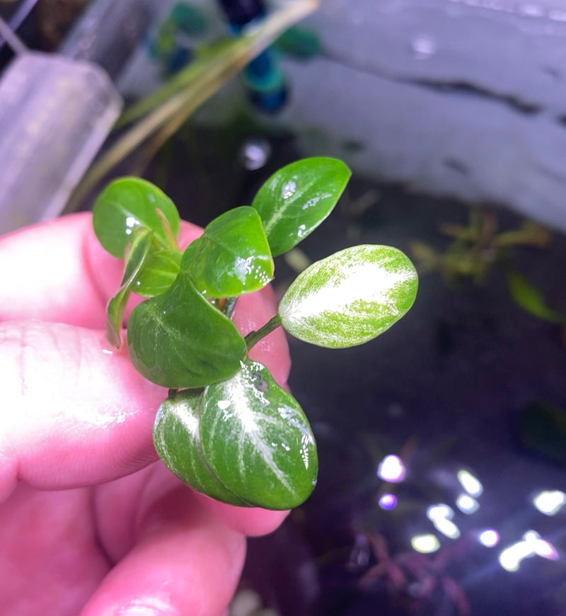 Anubias Stardust mini